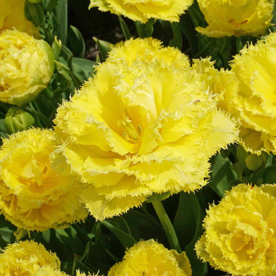 Lemon Shoot Tulip Seeds